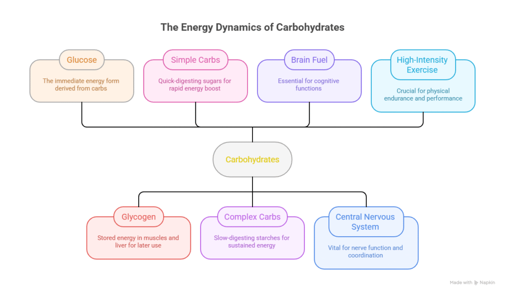 The Energy Dynamics of Carbohydrates